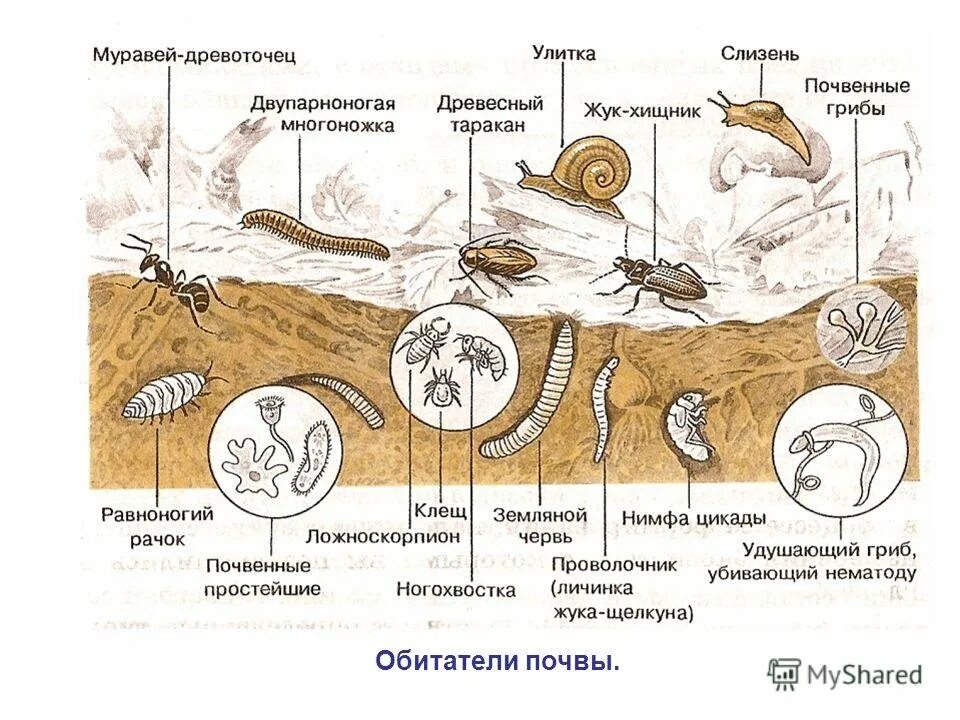 Как живые организмы обитают в почве кратко. Обитатели почвы. организмы живущие в почве. почвенные животные. животные живущие в почве.