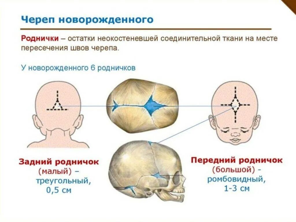 Где находится родничок у новорожденного