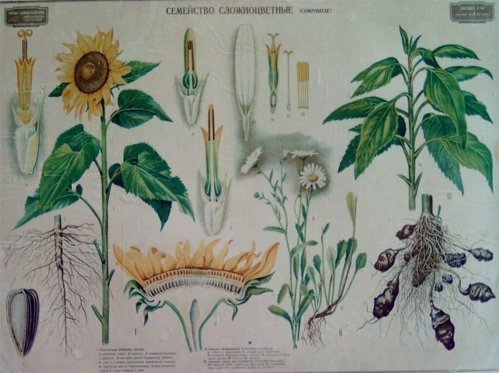 Плакаты по ботанике. Стенд ботаника. Ботанические науки о растениях. Рисунки по ботанике. Семейства ботаника