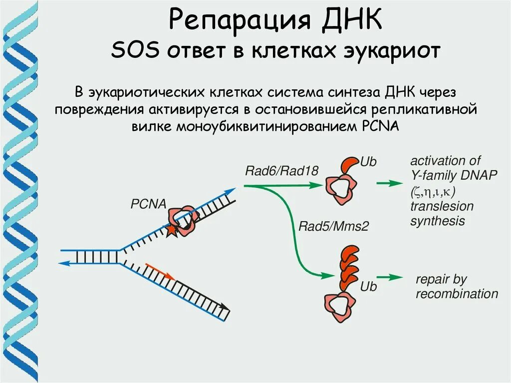 Соединение в днк клетки. Система репарации ошибок репликации ДНК. Репликация ДНК, репарация ДНК,. SOS репарация у эукариот. Процесс репликации и репарации ДНК.