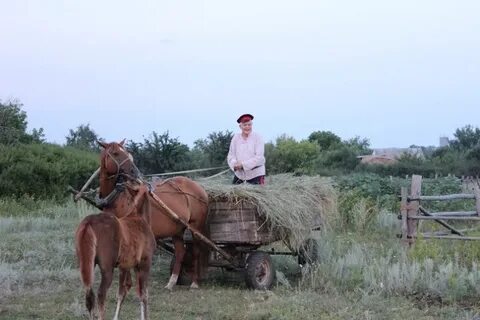 Гроздья винограда 2020