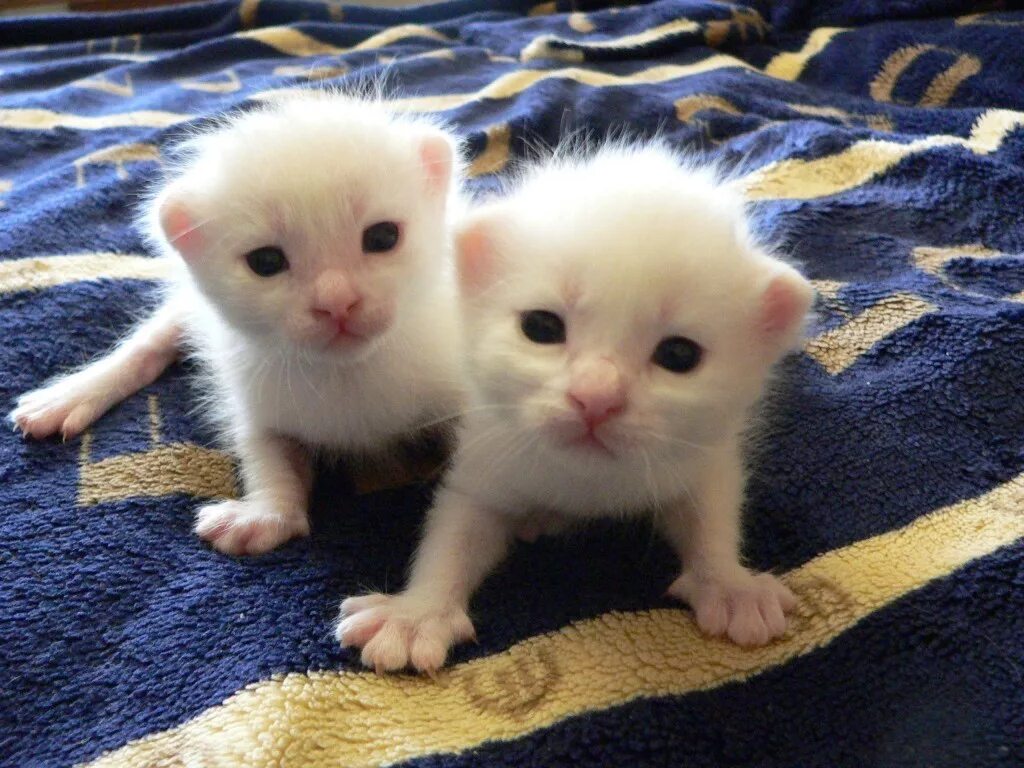 Котята в добрые пенза. Добрый котенок. белые котята в хорошие руки. котята ставрополь. белый котенок в добрые руки.