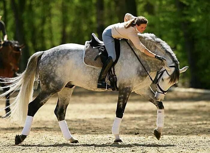 She has horse. Всадник верхом. Лошадь галопом. Я лошадь. Похвала лошади.