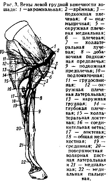 Вены грудной конечности. Артерии грудной конечности животных. Вены грудной конечности животных. Вены грудной конечности лошади. Артерии и вены животных