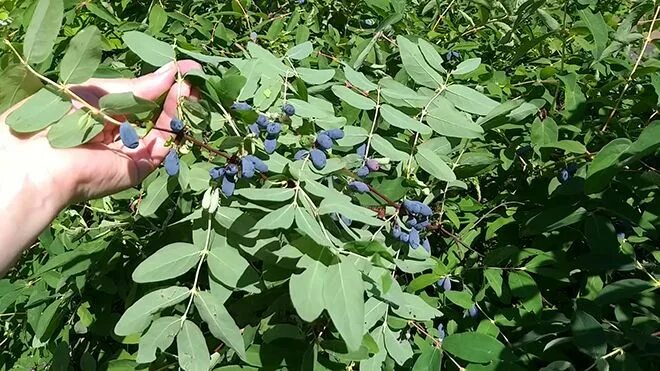 Жимолость лакомка опылители. Жимолость синяя куст. Жимолость Лакомка куст. Жимолость синяя птица. Жимолость Стрежевчанка куст.