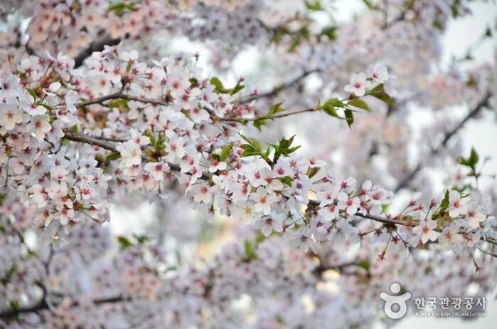 цветение 12 12. цветение 12 12. ретама кустарник. груша дичка цветет. дикая груша цветение.