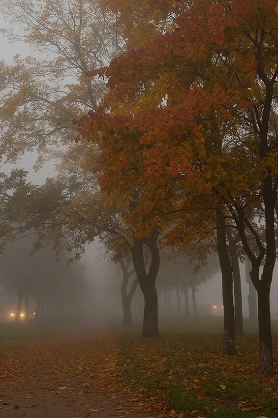 изборско мальская долина лес. осень туман. осенний туман. морозное осеннее утро. густой туман.