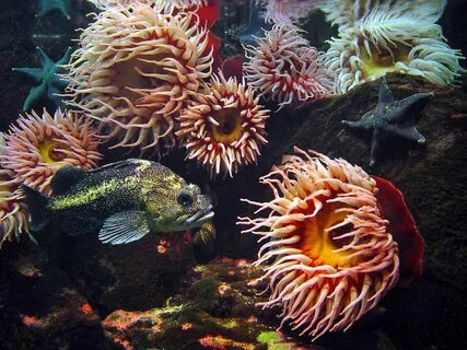 Морские животные и растения