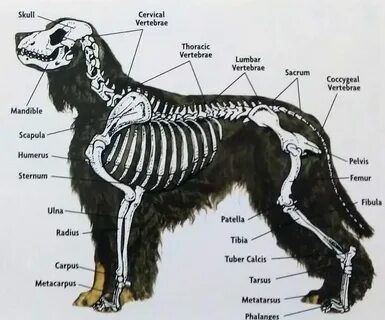 Узнать где собака