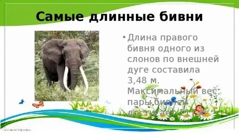 Самые самые рекорды животных