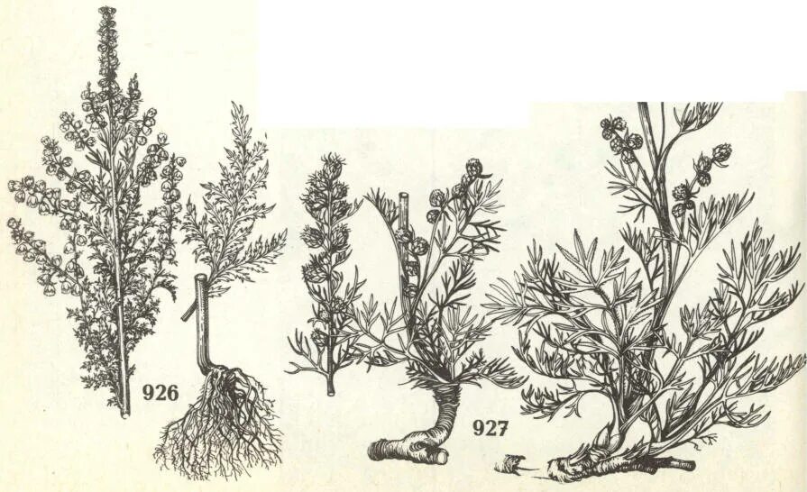 полынь цитварная. полынь горькая фармакогнозия. полынь абротан божье дерево. полынь обыкновенная фармакогнозия. полынь горькая гербарий.
