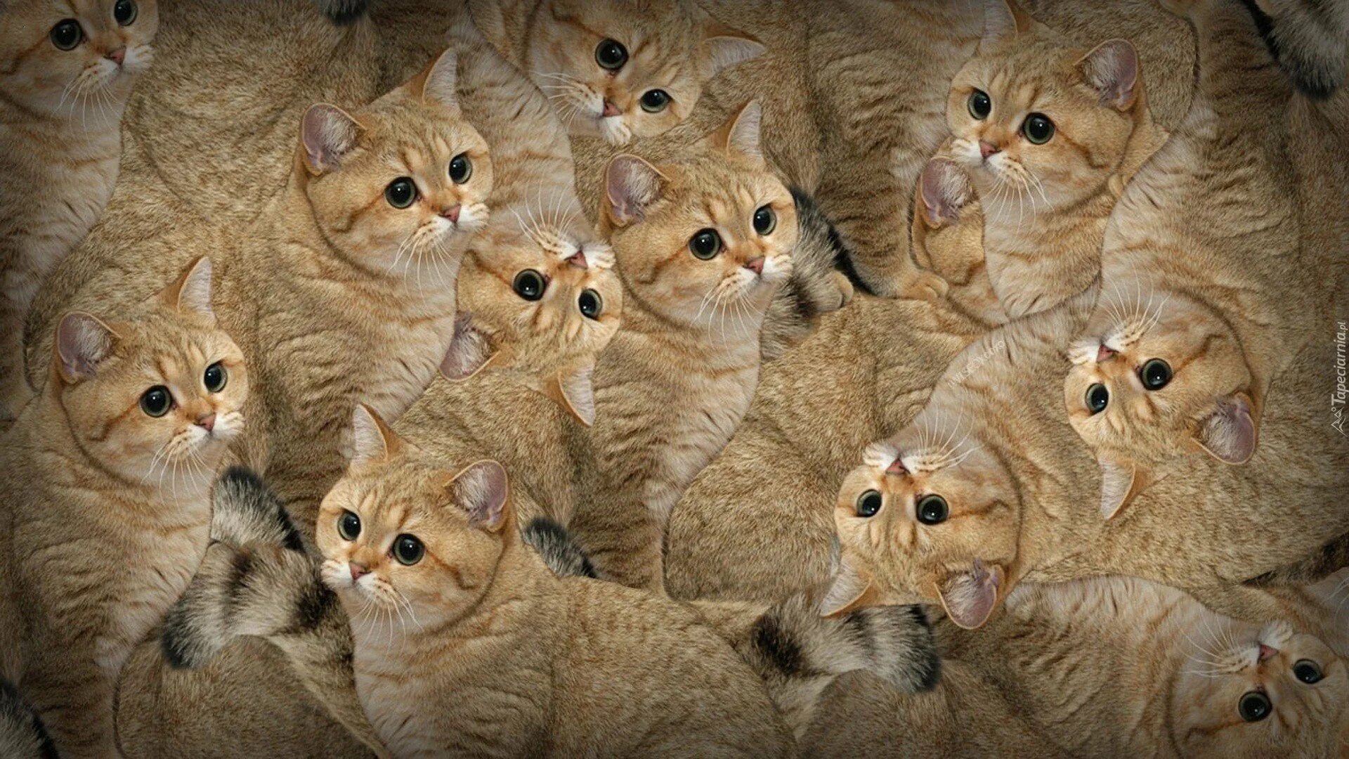 Мем 4 кота
