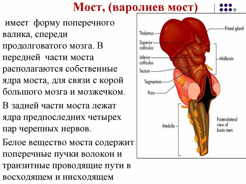 Варолиева моста головного мозга. Варолиев мост анатомия. Головной мозг варолиев мост. Варолиев мост функции. Задний мозг варолиев мост.