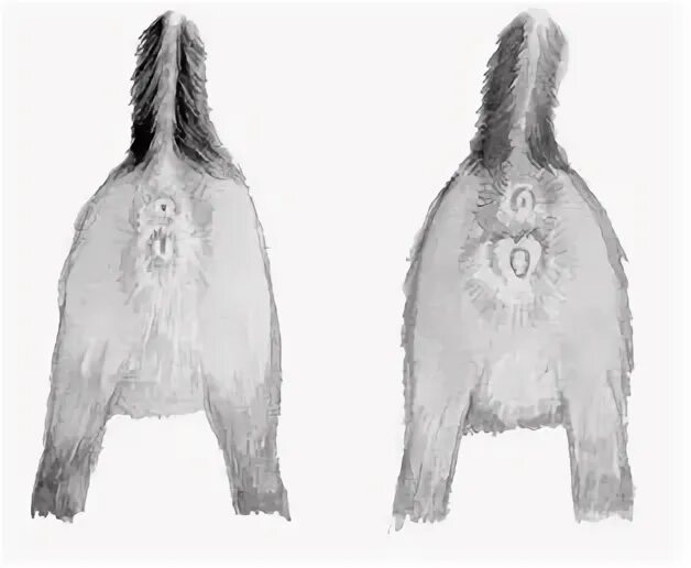 Параанальные железы строение анатомия. Воспаленные параанальные железы. Наружные половые органы кошки. Как определить пол котёнк.