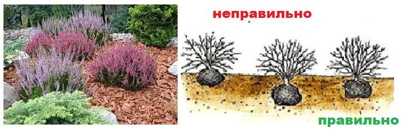 Вереск цветок садовый. Вереск обыкновенный спринг на клумбе. Вереск посадка. Вереск селма. Вереск.