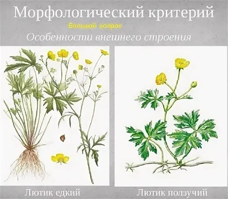 Разные виды растений одного рода. Род клевера лугового. Растения разных видов одного рода. Клевер ползучий (trifolium repens). Род растения клевер луговой и клевер ползучий.