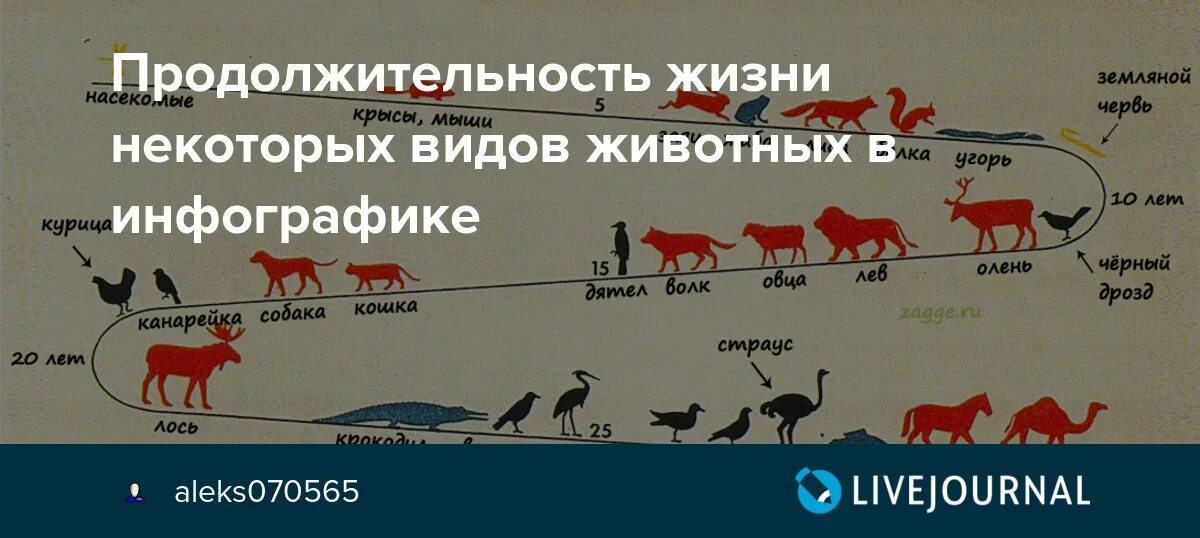 Продолжительность жизни зверей. Продолжительность жизни животных. Продолжительность жизни разных животных. Продолжительность жизни животных таблица.