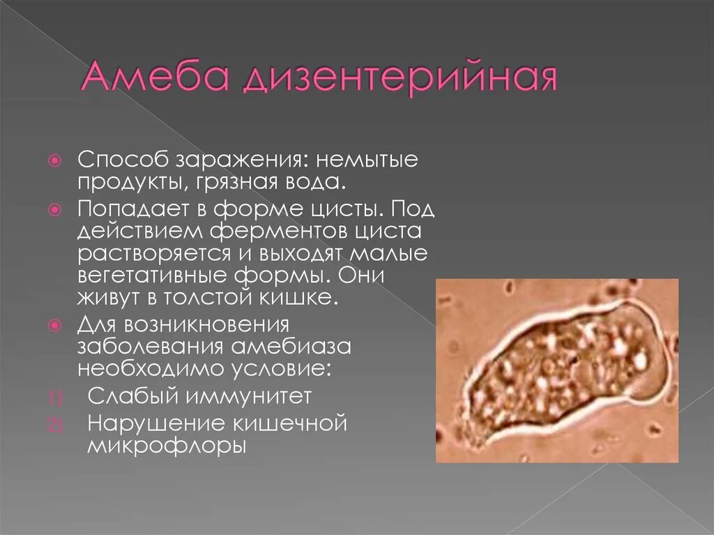 Стадия амебы поражающая толстый кишечник человека. Дизентерийная амеба шизогония. Дизентерийная амеба пути заражения. Дизентерийная амеба способ заражения. Цисты простейших.