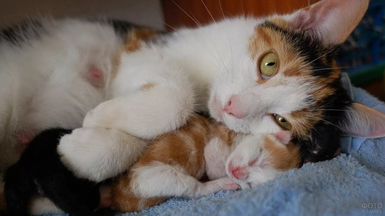 Мамины коты. Мама кошка. Котята с мамой. Мама кошка и котенок. Котенок обнимает маму.