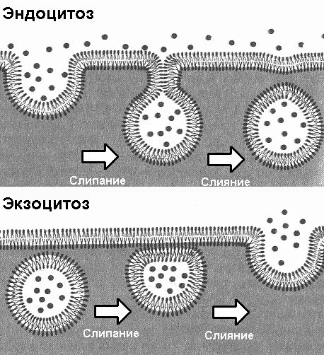 Пиноцитоз эндоцитоз экзоцитоз. Фагоцитоз и эндоцитоз. Схема Эндо и экзоцитоз.
