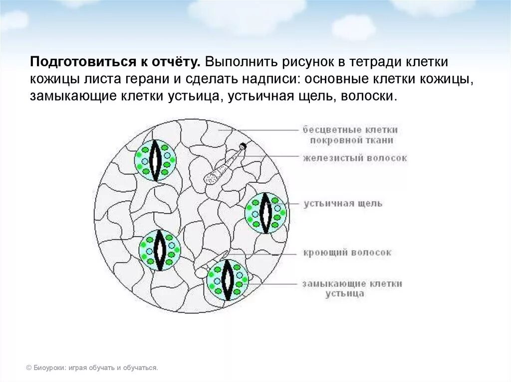 Хлоропласты листа герани. Микропрепарат эпидермис листа герани. Строение эпидермиса листа пеларгонии. Клетки кожицы листа герани. Лист пеларгонии клетки кожицы листа.