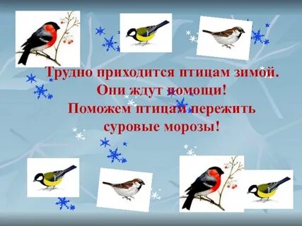 Трудно птицам зимой