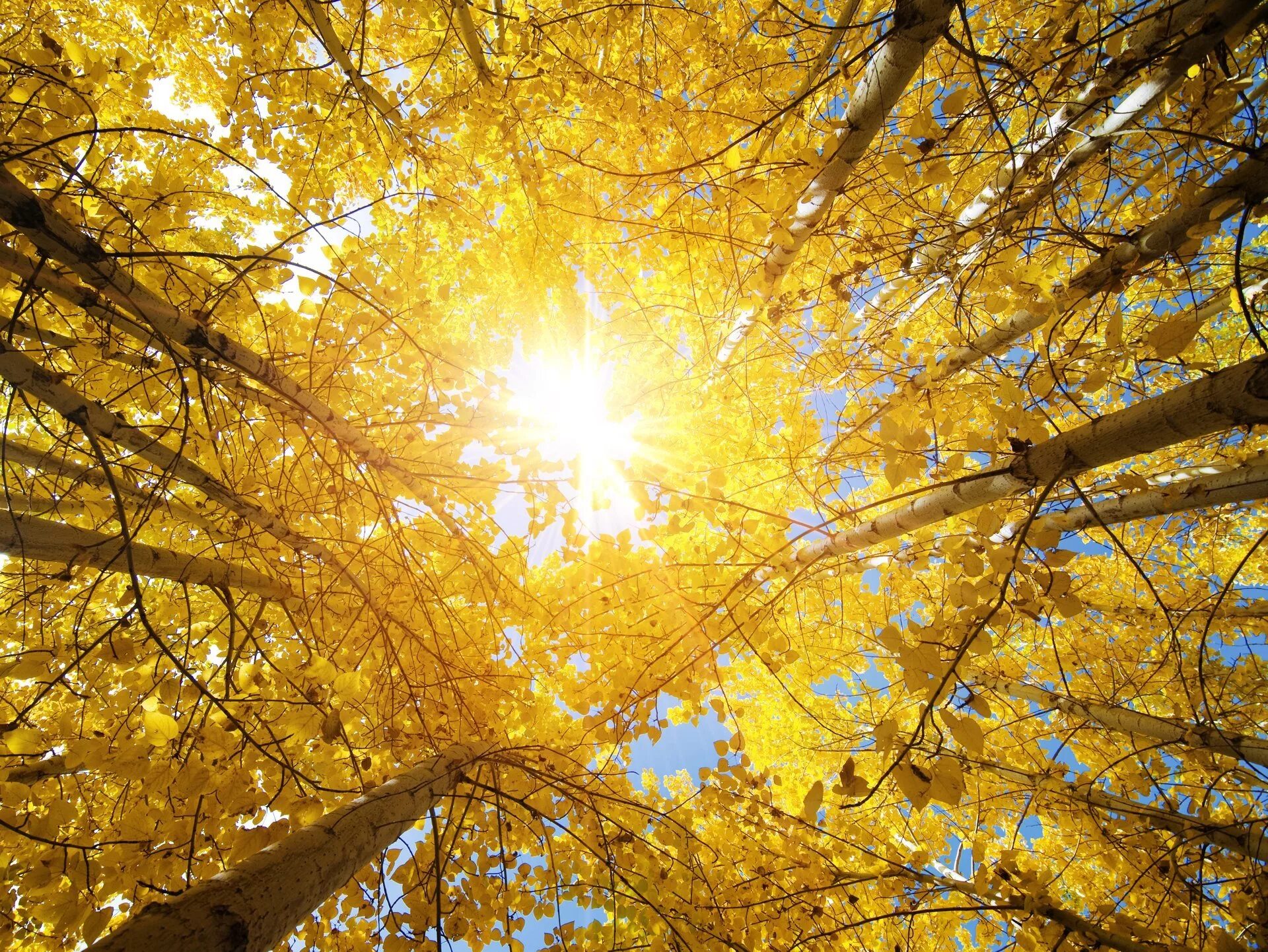 Миша сквозь листву глядит на старинный сад. Осеннее солнце. Солнечная осень. Осень солнце. Осеннее дерево.