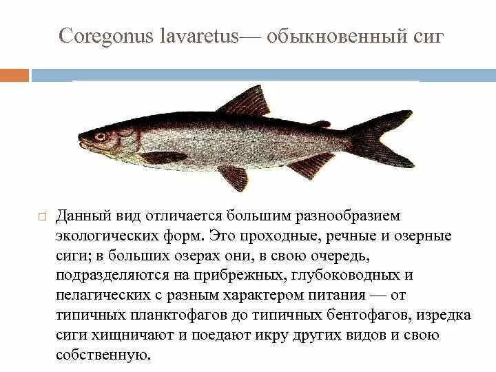 Сиг код. Сиг код