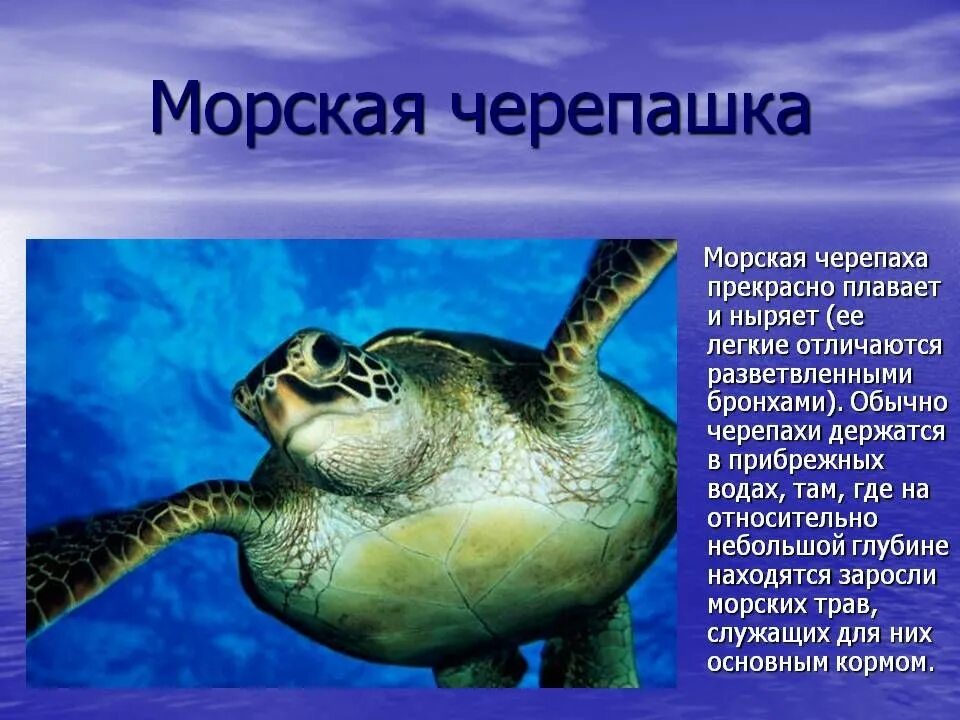 Сообщение об обитателях океана. Морские обитатели описание. Информация о морской черепахе. Морская черепаха доклад. Презентация на тему морские жители.