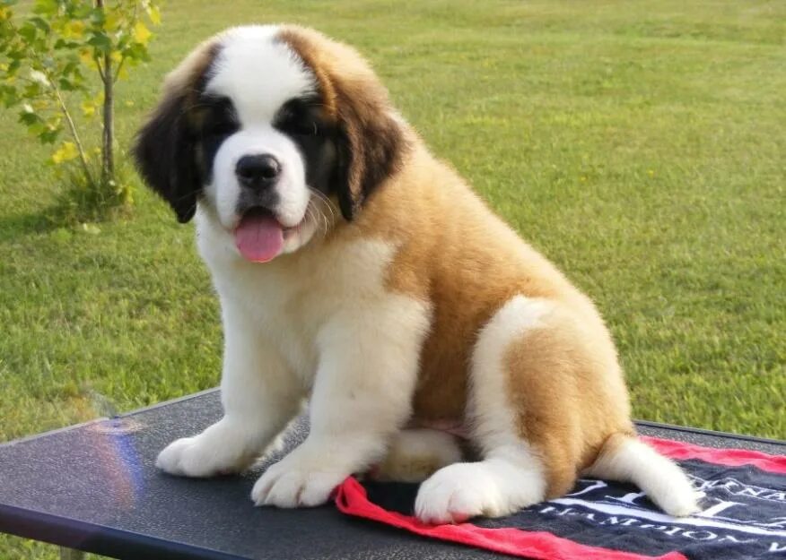 Длинношерстный сенбернар. Сенбернар щенок бетховен. Как называется порода собаки бетховен. Собака бетховен порода сенбернар. Как называется порода собаки бетховен.