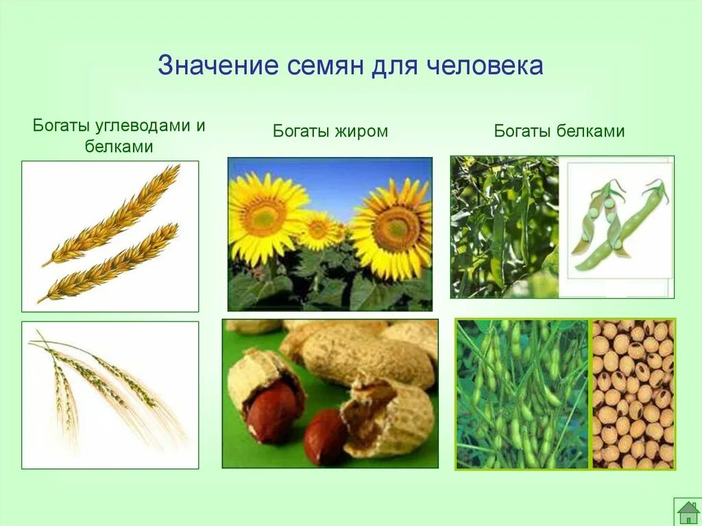 Выберите растения семена которых используют. Использование семян в хозяйственной деятельности человека. Семена в хозяйственной деятельности человека. Значение семян семян это. Роль семян в жизни человека.