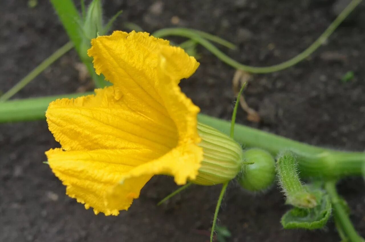 Тыквенные цветковые огурец обыкновенный. Cucumis огурец. Тыква цветет. Кабачок тыква алисон. Пустоцвет на тыкве.