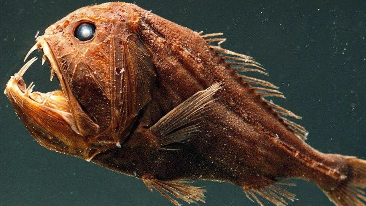 Глубоководные рыбы океанов. Длиннорогий Саблезуб. Саблезуб (Anoplogaster cornuta). Длиннорогий Саблезуб рыба. Длиннорогий Саблезуб малек.