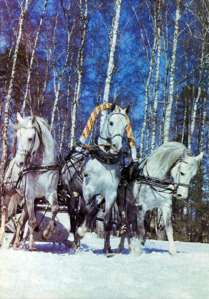 тройка лошадей для детей. тройка гоголь. зимняя лошадь. русская тройка. тройка лошадей самарская елена михайловна.