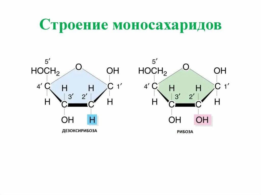 Глюкоза моносахарид строение. Моносахариды строение молекулы. Строение углеводов моносахариды. Строение молекул моноз. Строение рибозы