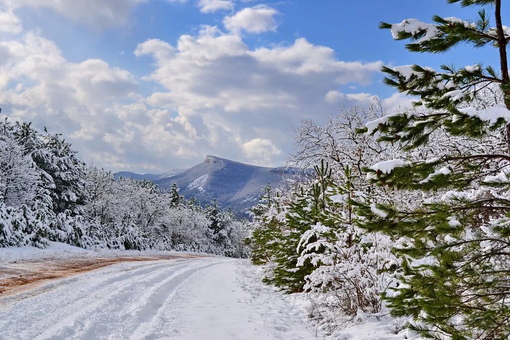 южный берег крыма зимой. природа крыма зимой. сосна на ай-петри зимой. крым зимой. природа крыма зимой.
