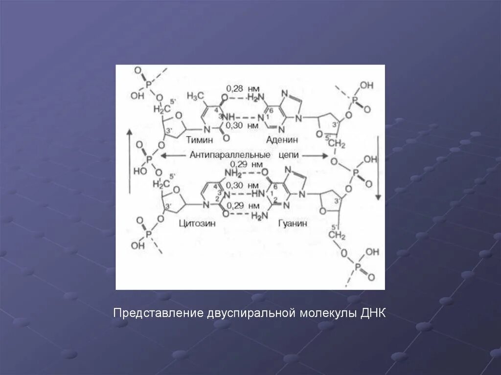 Гуанин и цитозин водородные связи. Связывание лекарственных веществ с белками.. Аденин гуанин цитозин Тимин формулы. Дегидроаскорбатредуктаза Связывание. Модификация сайтов связывания лекарственных средств.