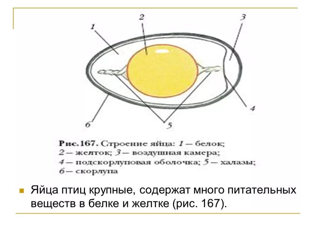 Строение яйца птицы 7 класс биология. Строение яйца птиц птиц. Яйцо птицы биология 7 класс. Строение яйца птицы 7 класс. Значение яйца птицы