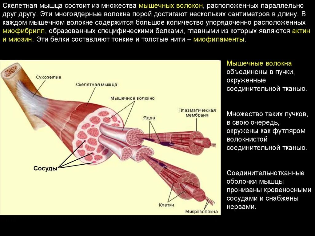 Структура мышцы мышечного волокна. Строение мышечного волокна физиология. Структура скелетной мышцы физиология. Мышца строение физиология анатомия.