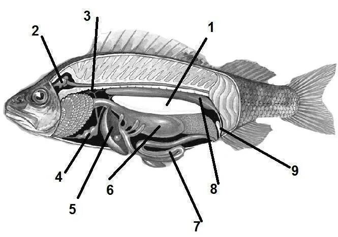 Внутреннее строение карася. Внутреннее строение костной рыбы самка окуня биология 7. Строение костистой рыбы окуня. Внутреннее строение костистой рыбы. Внутреннее строение костной рыбы самка окуня.