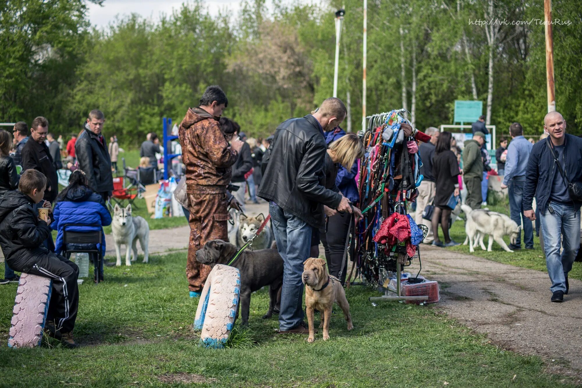 Прошла выставка собак