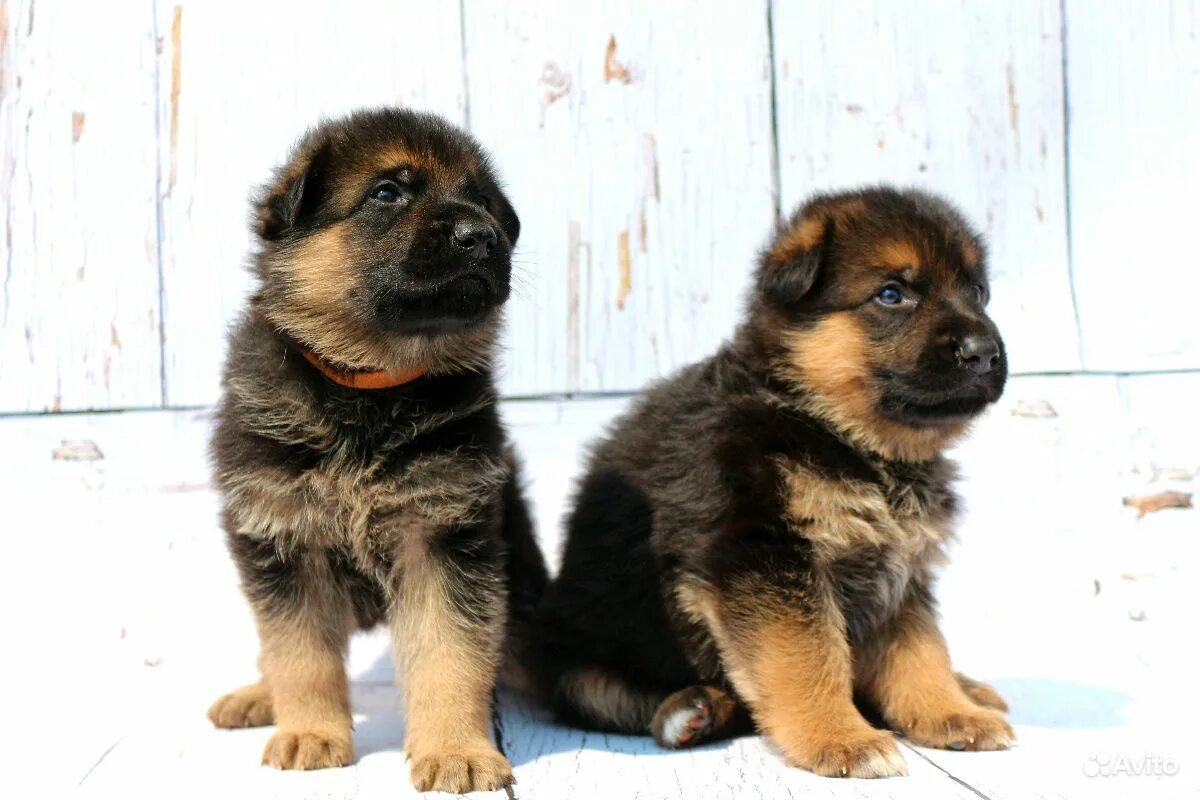 недорогого щенка овчарки. украинская овчарка щенки. немецкие щенки недорого. немецкие щенки недорого. немецкие щенки недорого.