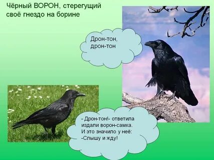 Ворона кто написал