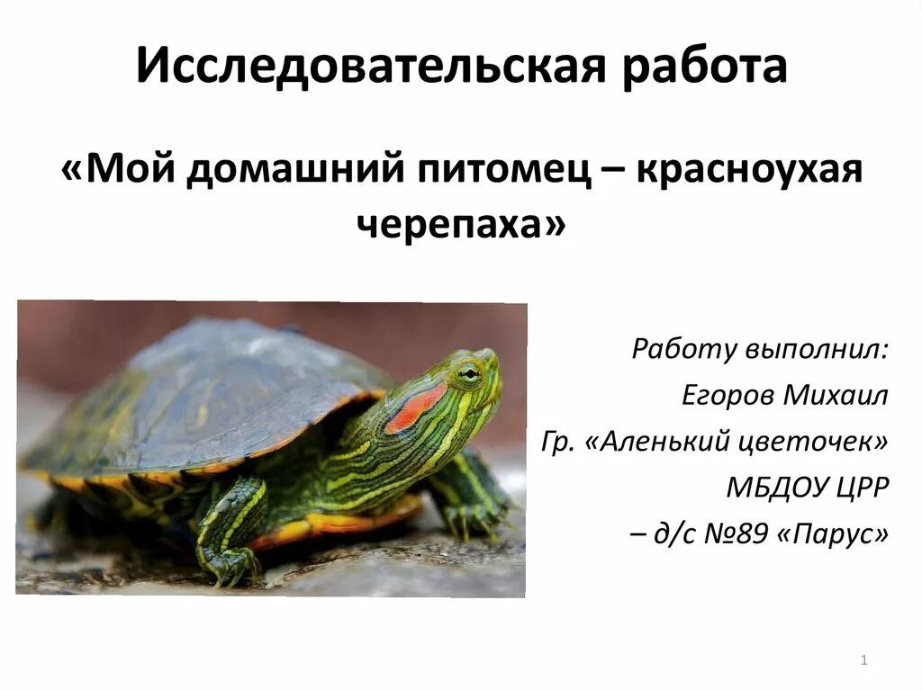 Сколько красноухая может без воды. Красноухая черепаха. Черепаха для презентации. Проект Мои домашние питомцы черепаха. Красноухая черепашка презентация.