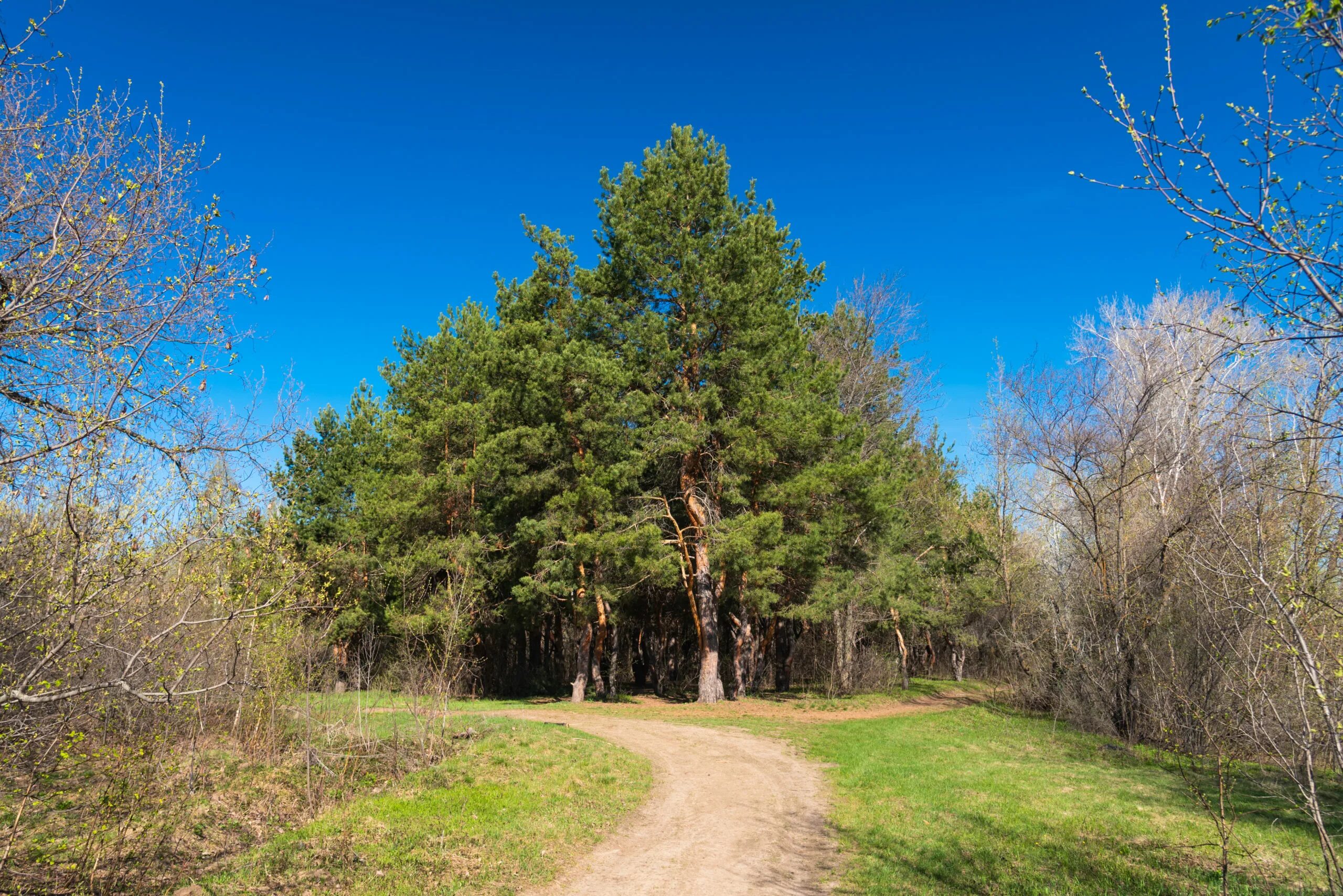 Сосновая роща Абинск. Сосновая роща Кременное Украина. Сосновая роща Приводино. Сосновая роща в Ветошкино. Сайт сосновая роща калуга