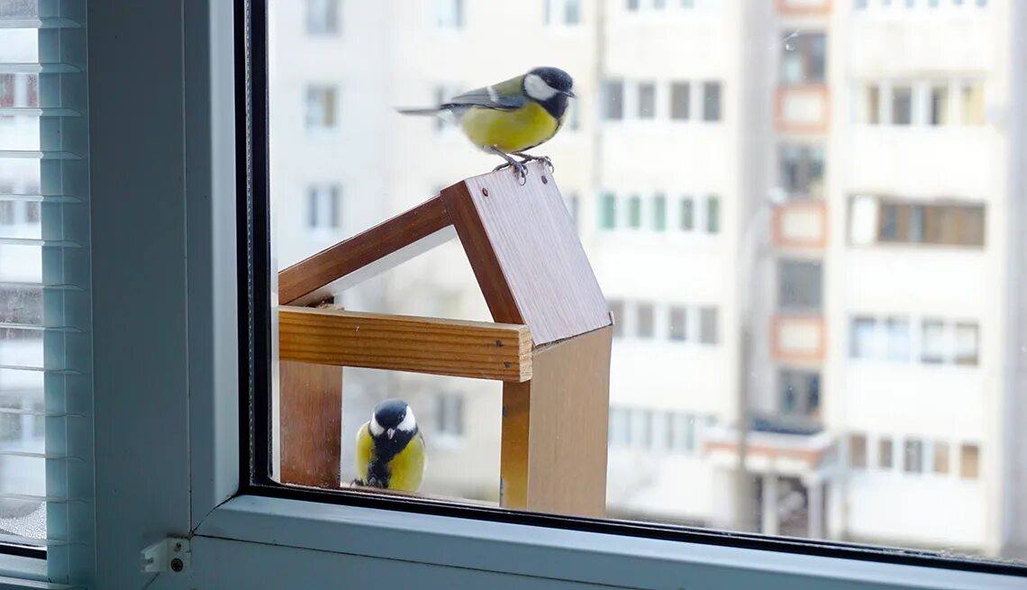 Птичка садится на окошко. Птички на окна. Птица на подоконнике. Синица на балконе. Синичка на окне.