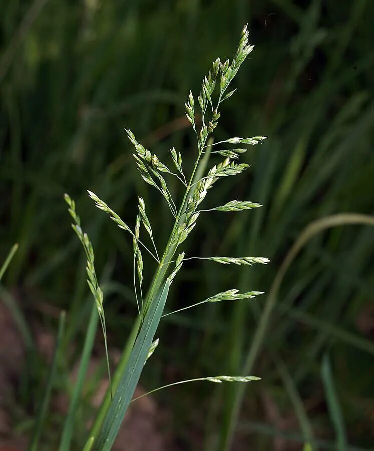 Трава мятлик луговой. Мятлик Луговой. Мятлик Луговой (POA pratensis). Мятлик Луговой (POA pratensis l.). Мятлик Луговой (POA praténsis).