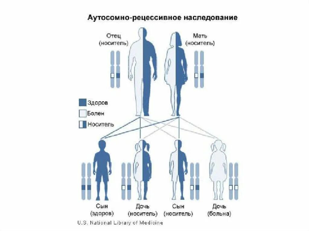 Мать носитель и гемофилия