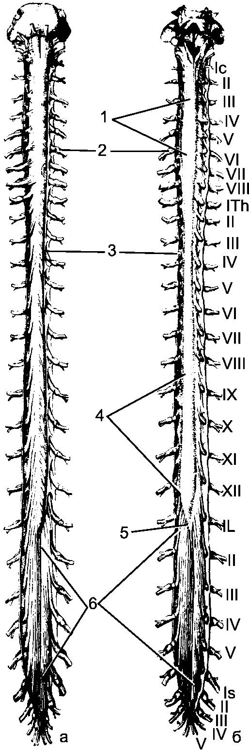 Спинной мозг вид с дорсальной стороны. Рис. 14.6. Спинной мозг:. Intumescentia cervicalis спинного мозга.