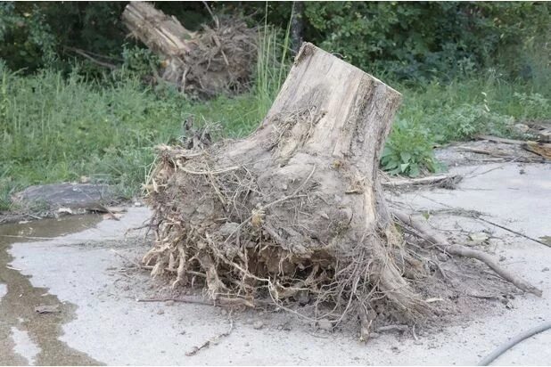 Срезанное дерево. Выкорчевывание пней на участке. Спил корня купить. Выкорчевывание пней. Спилил корень дерева.